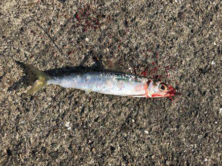 マイクロジグでの五目釣り。