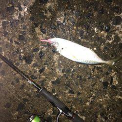 久しぶりにライト