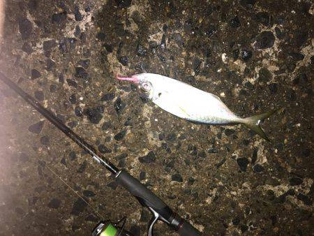 久しぶりにライト