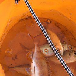 爆風のとっとパーク釣行