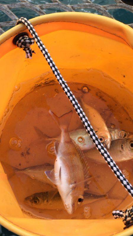 爆風のとっとパーク釣行