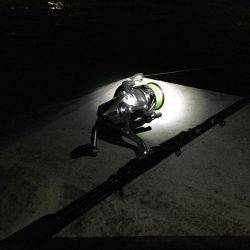 タチウオ終盤戦か?