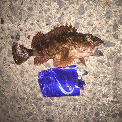 ガシラを何て言うのだろう？