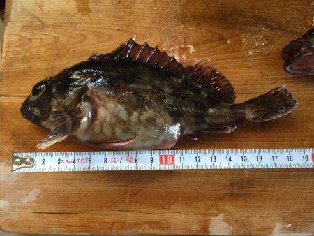 これから本番だー！