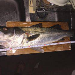 ガシラ狙いのはずが・・・