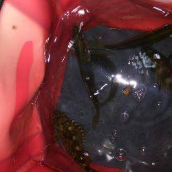 ご近所アジング