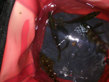 ご近所アジング