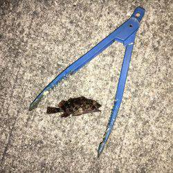 釣れてからも勝負です