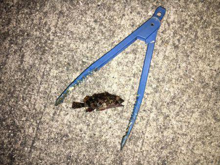 釣れてからも勝負です