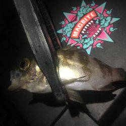 五目釣り達成❗️