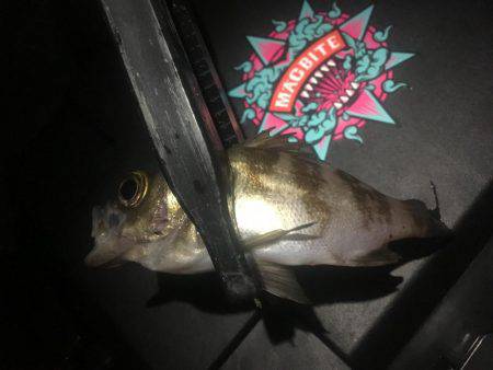 五目釣り達成❗️