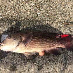 投げ練5日目 赤いけど君じゃない