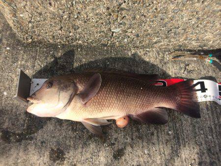 投げ練5日目 赤いけど君じゃない