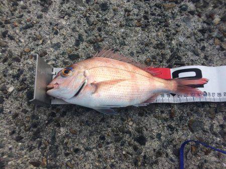 狙え！お正月用の真鯛 at 垂水一文字（兼…