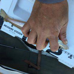 落ちギスちょい投げ