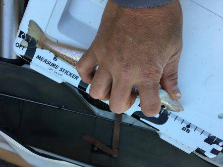 落ちギスちょい投げ