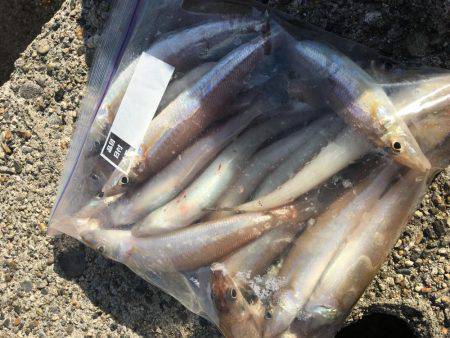 落ちギスちょい投げ