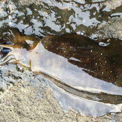 ラスト釣行かな？