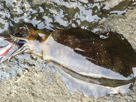 ラスト釣行かな？