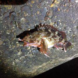 アジングまだいける