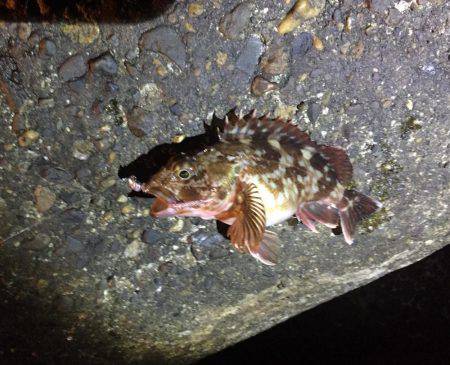 アジングまだいける