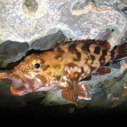 アジング時々タチウオ