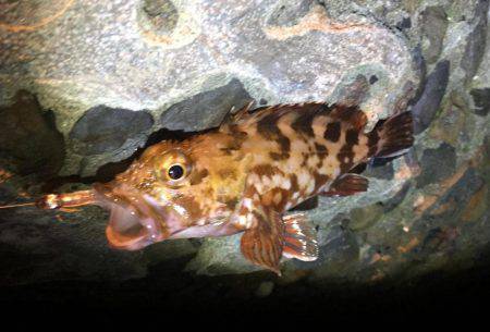 アジング時々タチウオ