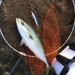 ロックショアジギング