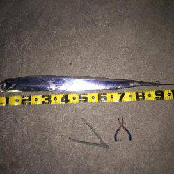 タチウオまだまだいける