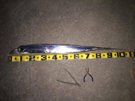 タチウオまだまだいける