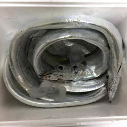 釣り納めタチウオ!