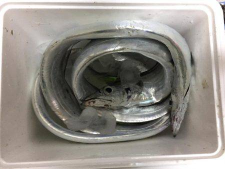 釣り納めタチウオ!