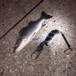 良型アジング２