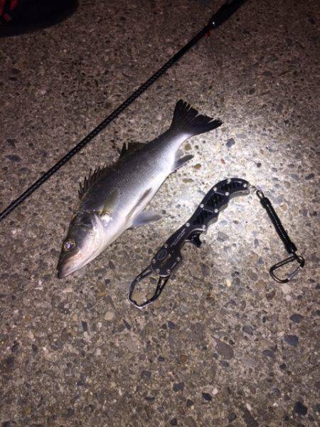 良型アジング２