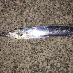 ドラゴンかな❓