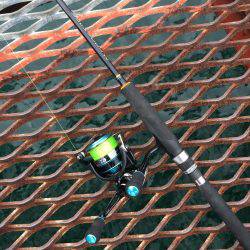 アオリイカではないけど…大きいコウイカ