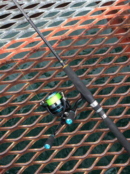 アオリイカではないけど…大きいコウイカ