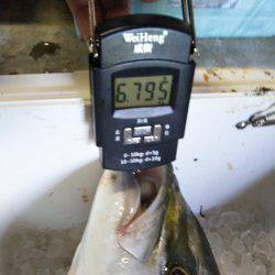 徳島県阿南市の那賀川河口、ブリ＆タチウオ