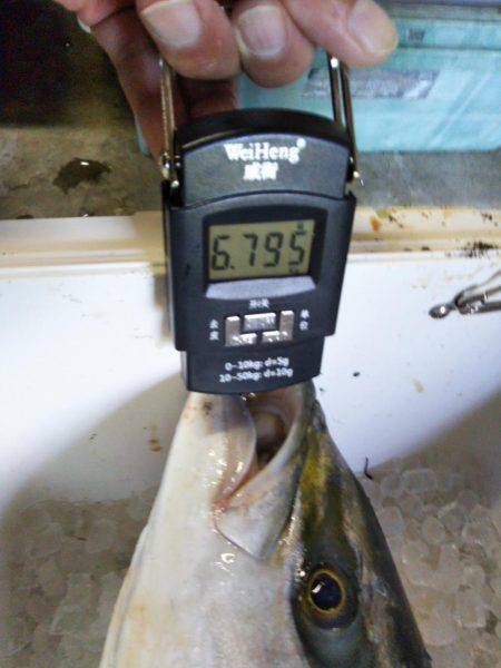 徳島県阿南市の那賀川河口、ブリ＆タチウオ