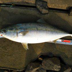 阿南市の那賀川河口でブリ＆タチウオ