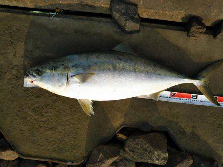 阿南市の那賀川河口でブリ＆タチウオ