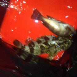 アジング&ショアジギ