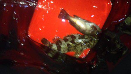 アジング&ショアジギ