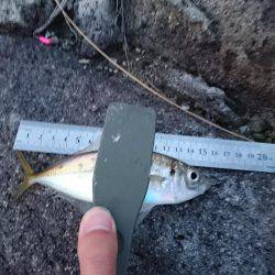 【西大分赤灯台】漁港内側を探り探り、地合を見極めに。