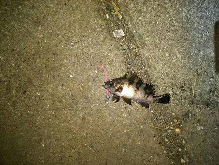 アジはまだいるのかな？