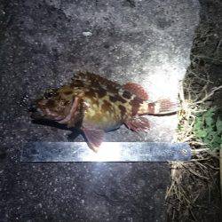 アジ狙いで行くも撃沈(21時~22時半 西大分赤灯台)