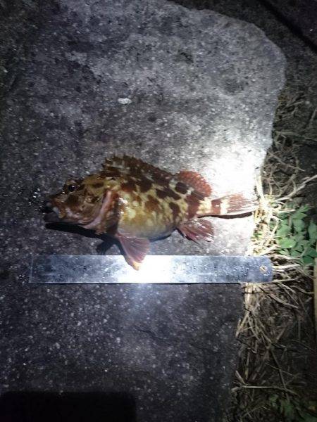 アジ狙いで行くも撃沈(21時~22時半 西大分赤灯台)