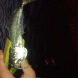 全然だめです。