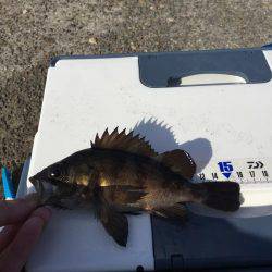 色々釣れました