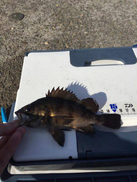 色々釣れました